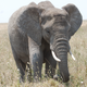 Illustration for article titled Out of Africa. Elephants